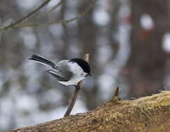 Image of Willow Tit