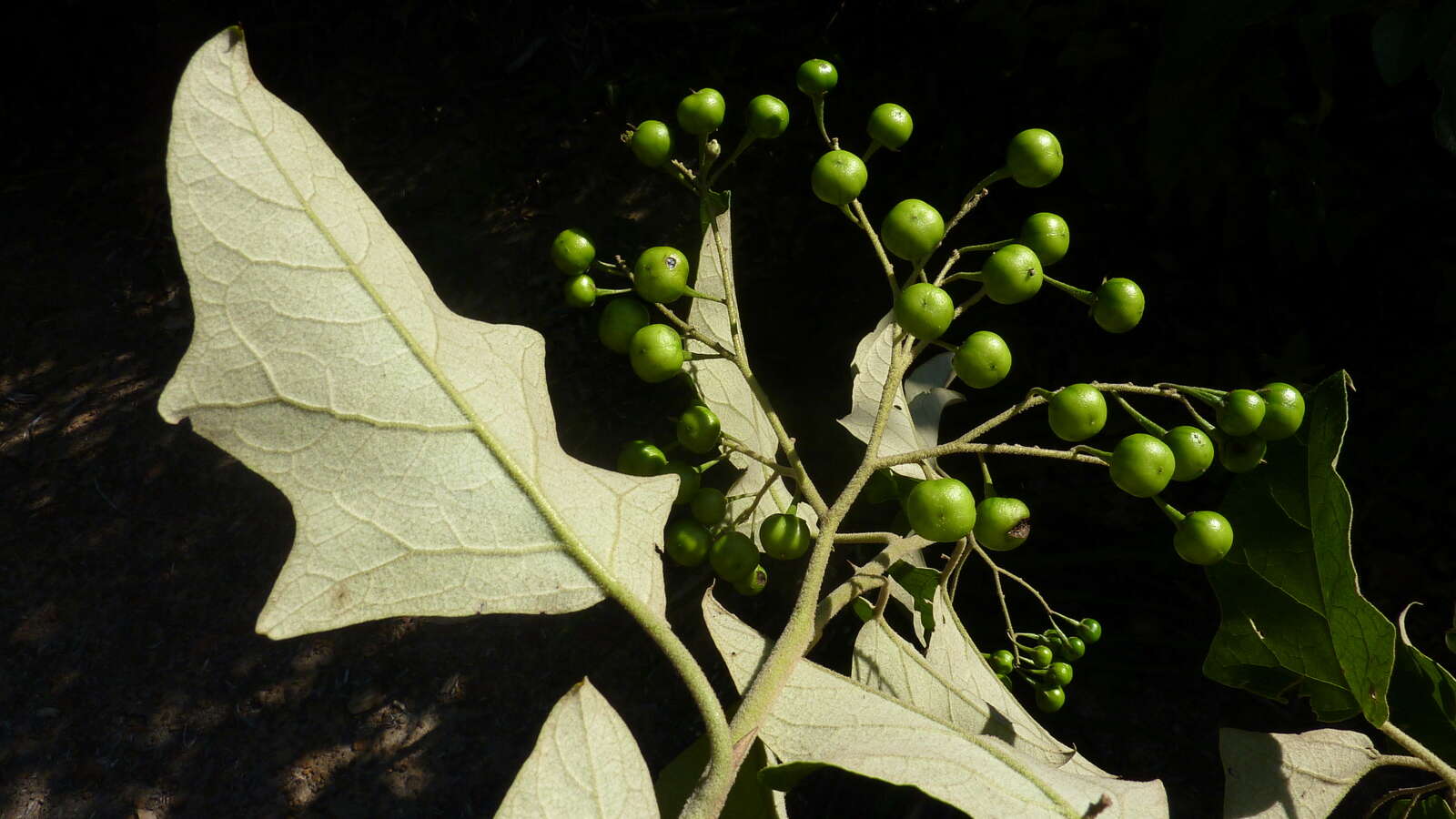 Image of Solanum paniculatum L.