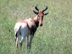 Image of Hartebeest