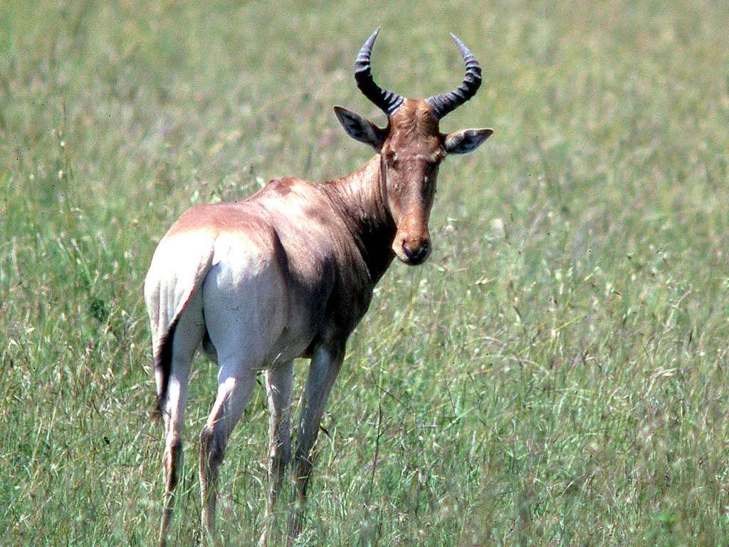 Image of Hartebeest