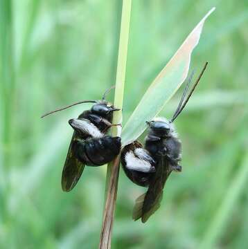 Imagem de Melissodes bimaculatus (Lepeletier 1825)