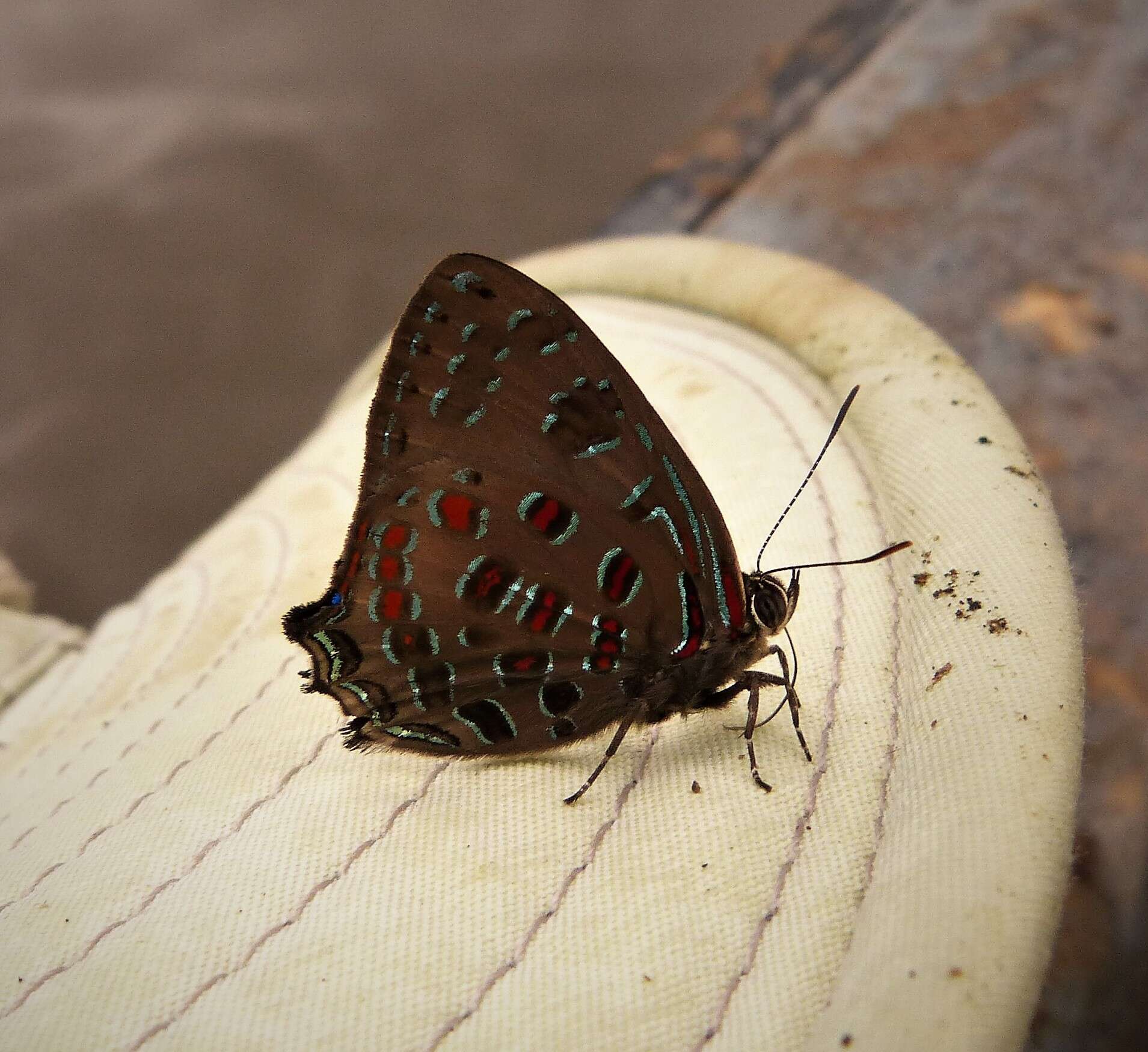 Image of Hypochrysops polycletus (Linnaeus 1764)