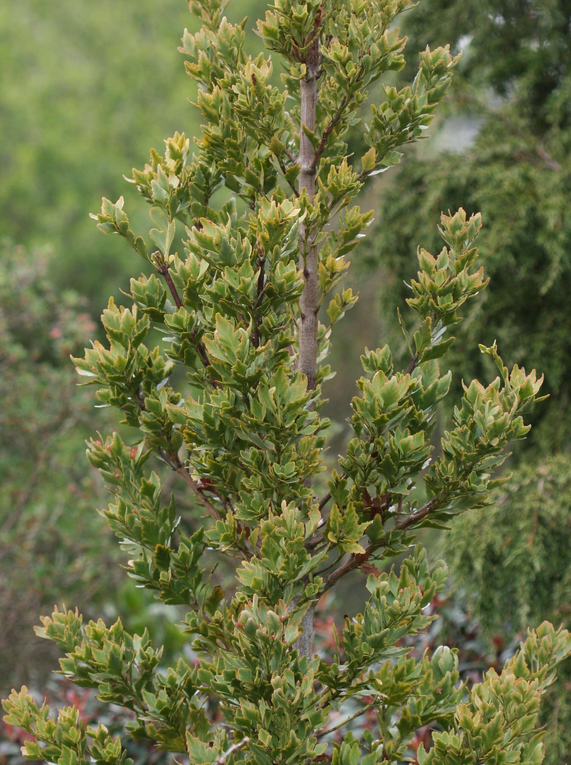 Image of Phyllocladaceae