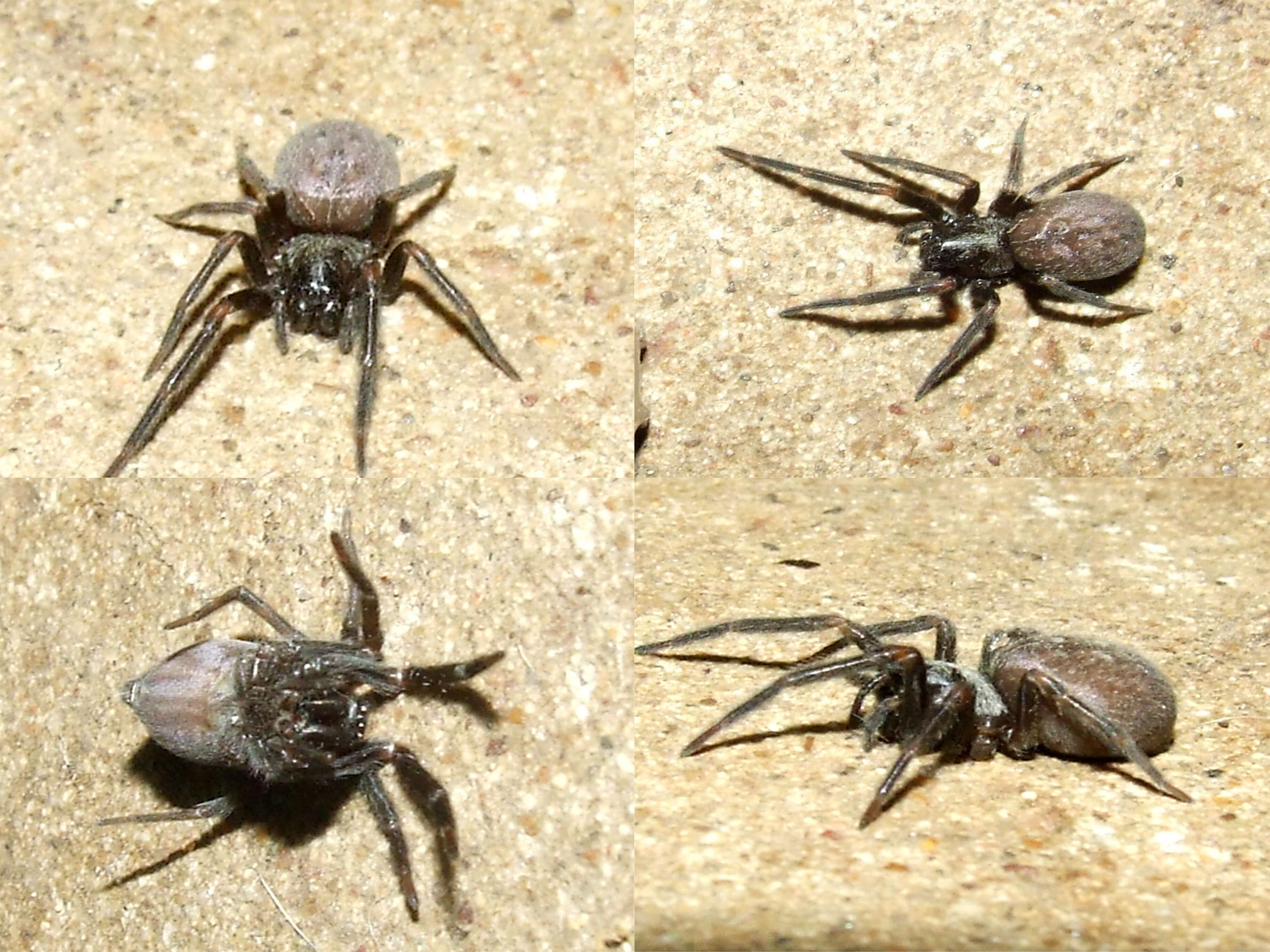 Image of desid spiders