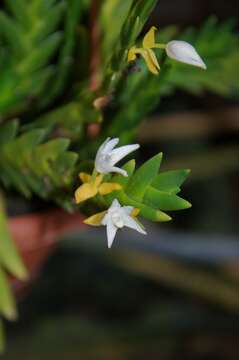 صورة Eria aporoides Lindl.