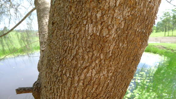 Imagem de Casuarina glauca Sieber