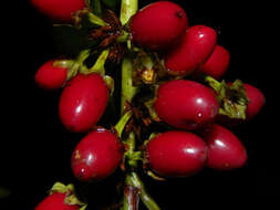 Image of Erythroxylum macrophyllum Cav.