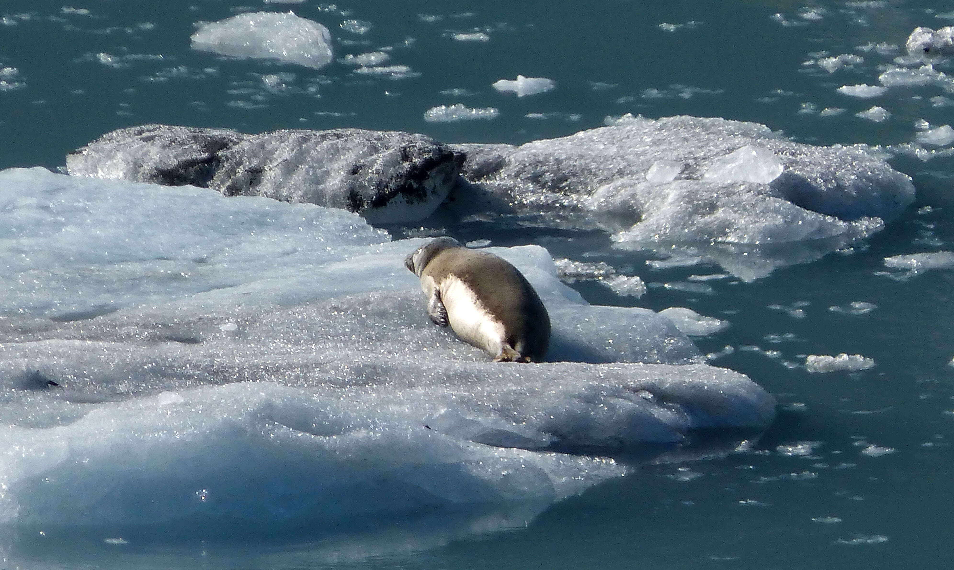 Image of Mediterranean Monk Seal