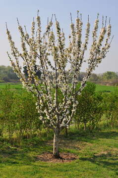 Imagem de Prunus avium (L.) L.