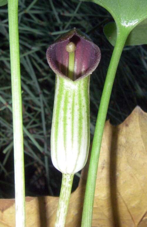 Image of Arisarum