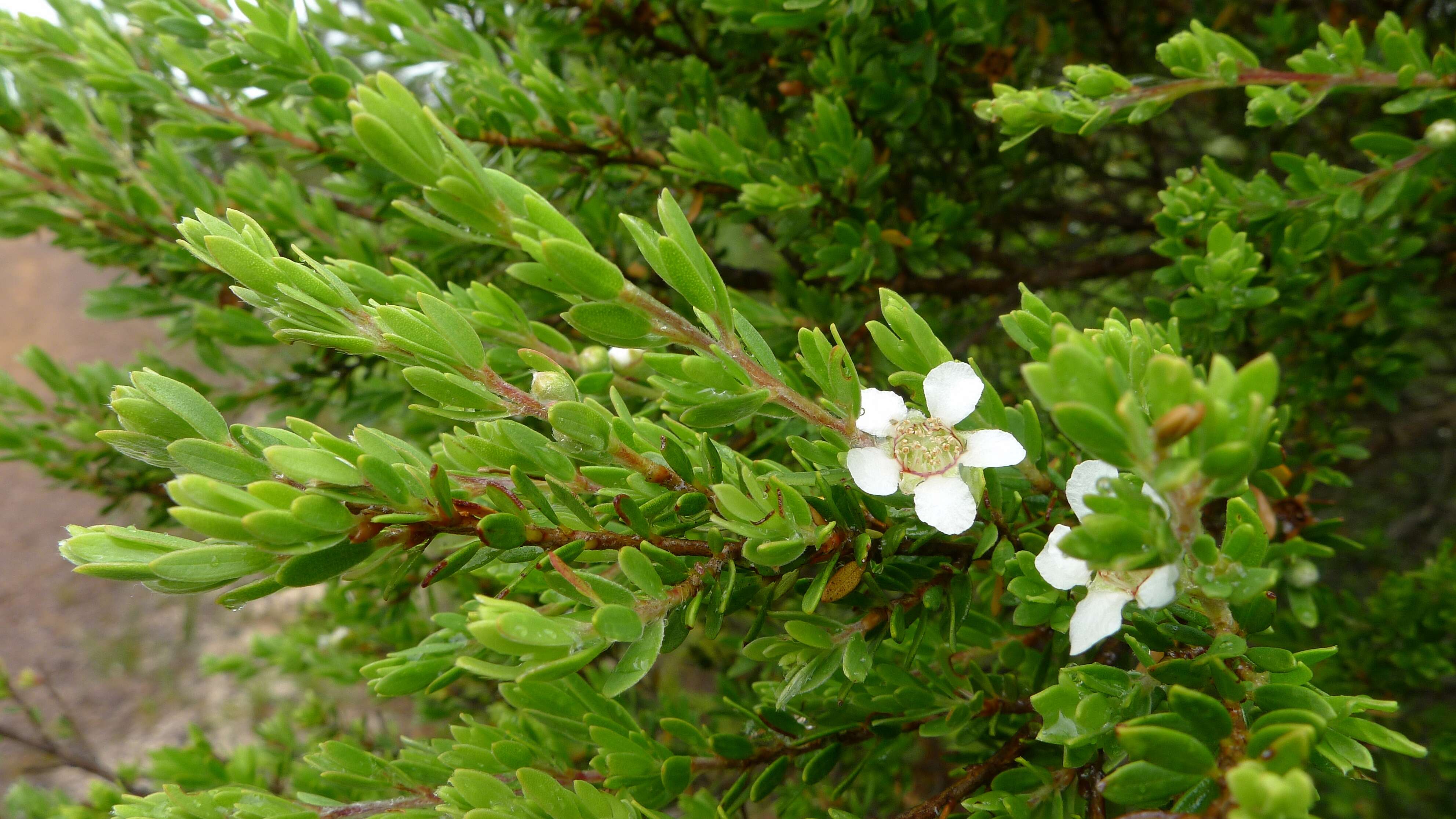 Image of Leptospermum trinervium (Smith) J. Thompson