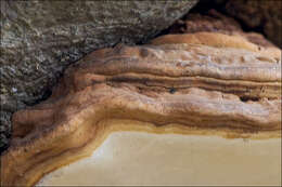 Image of Ganoderma