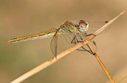 Image of Red-veined Darter