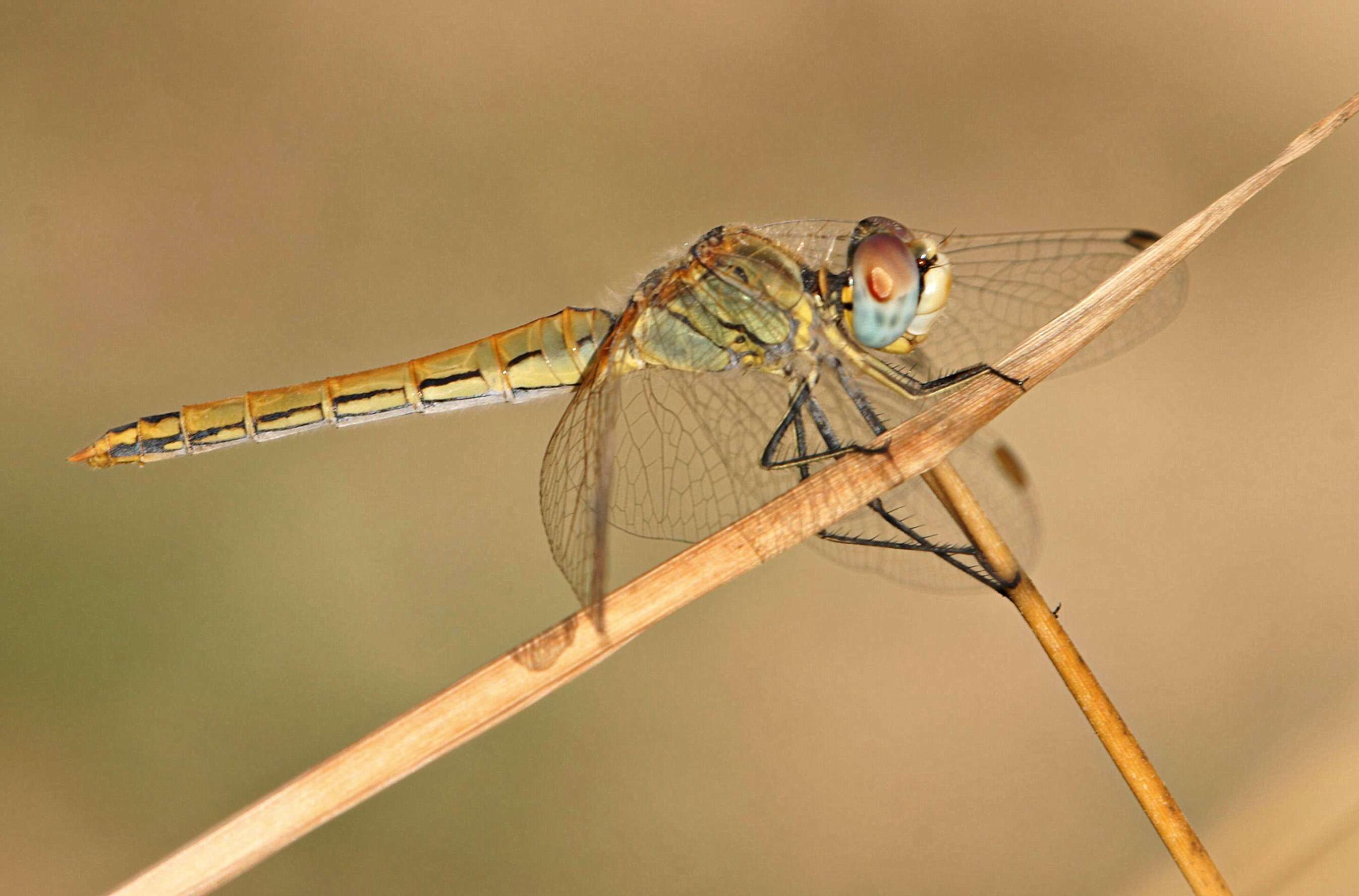 Image of Sympetrum Newman 1833