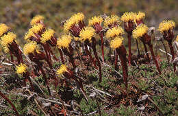 Image of Senecio subdiscoideus Sch. Bip.