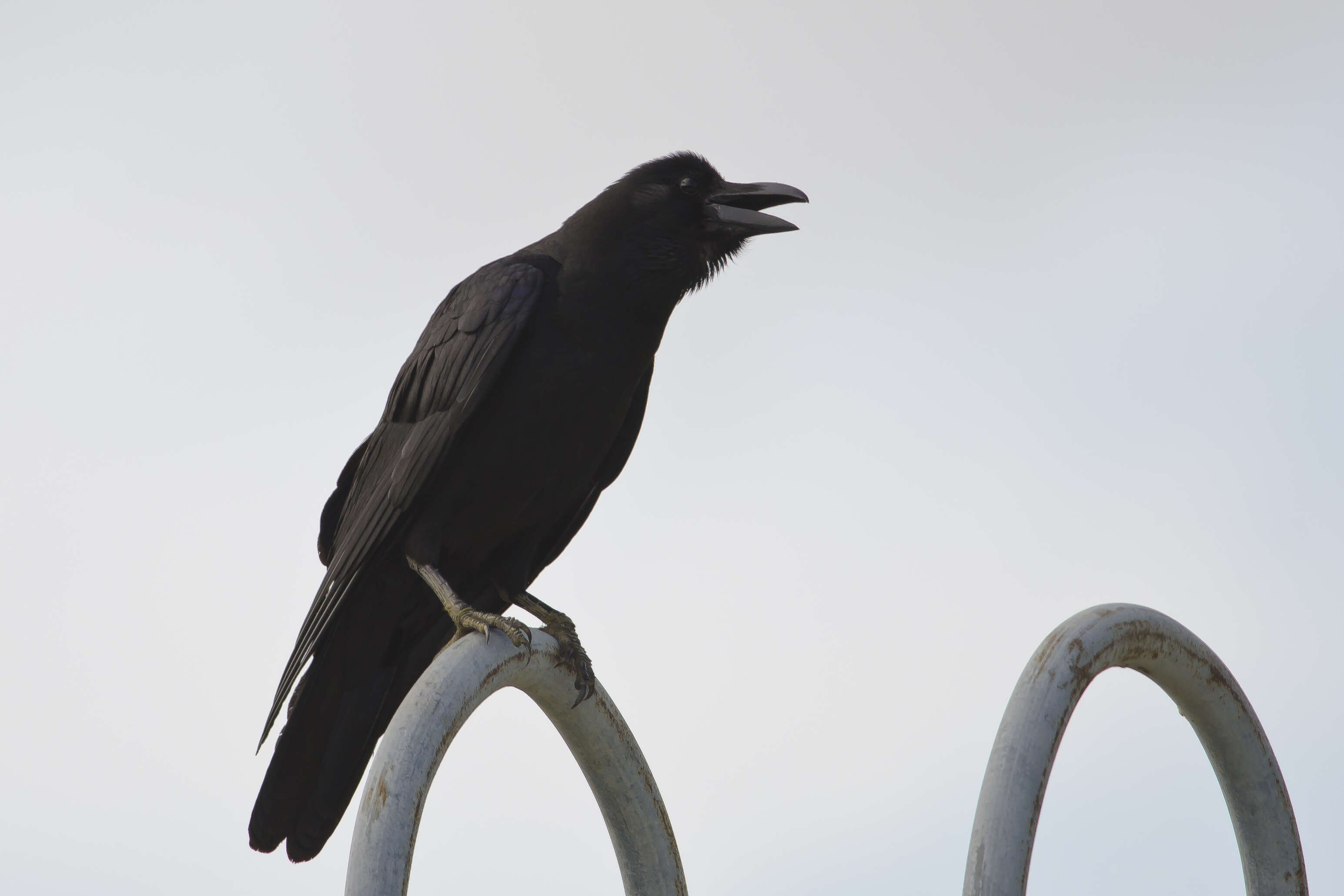 Слика од Corvus macrorhynchos