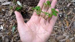 Image of crimson woodsorrel