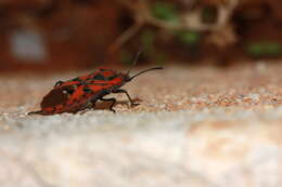 Image of Spilostethus pandurus Scopoli 1763