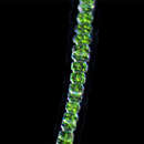 Image of Desmidium cylindricum
