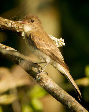 Image of Eastern Phoebe