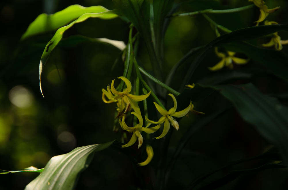 Image of Grass orchids