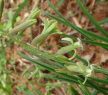 Plancia ëd Dipcadi longifolium (Lindl.) Baker