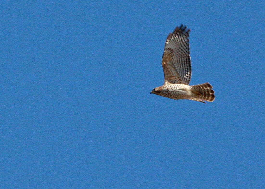 Image of Buteo Lacépède 1799