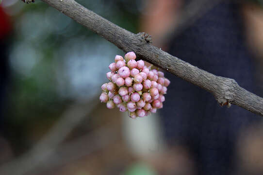 Image of Memecylon umbellatum Burm. fil.