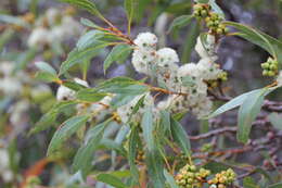 Imagem de Eucalyptus diversifolia subsp. diversifolia