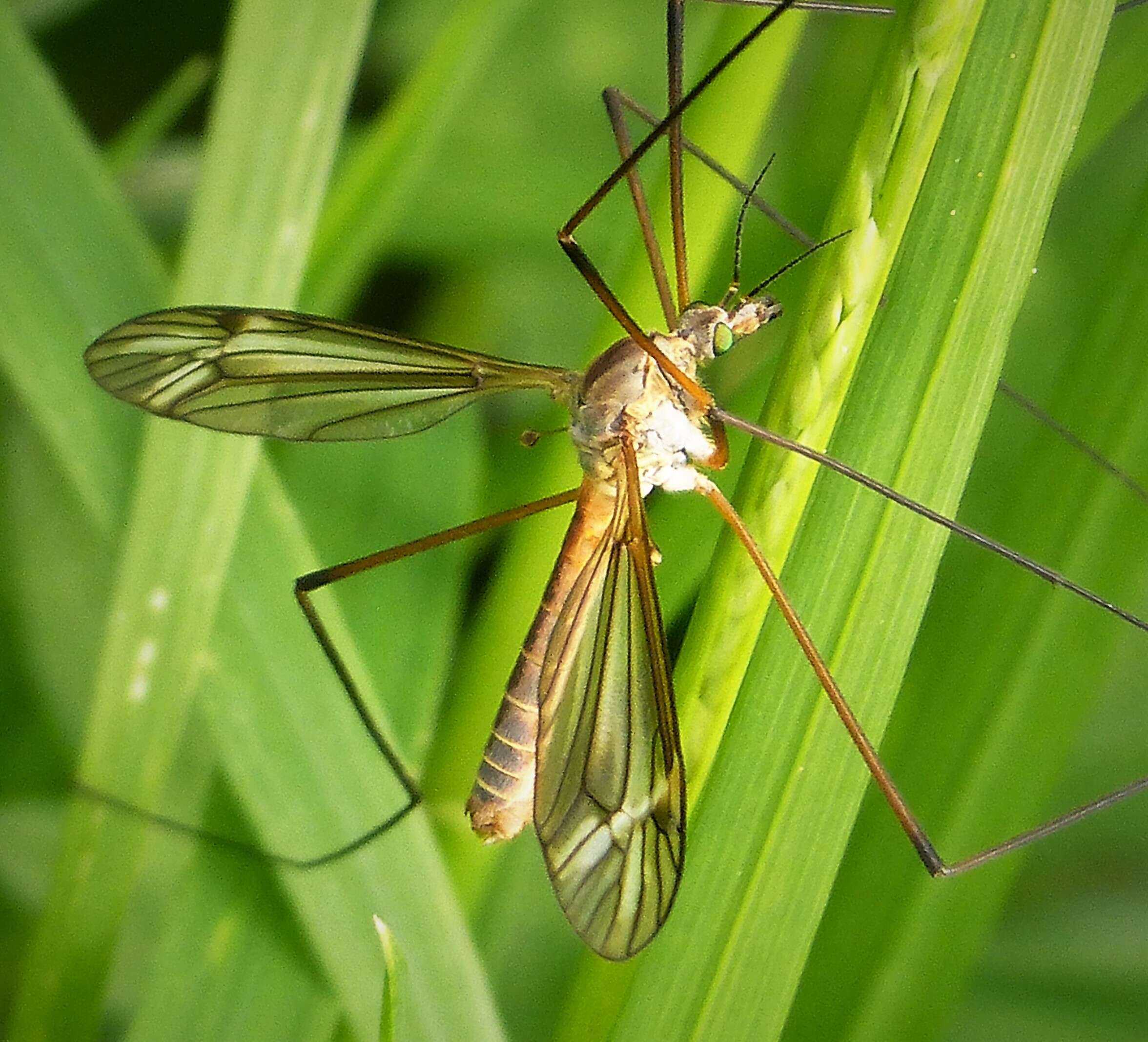 Image of Tipula (Lunatipula) vernalis Meigen 1804