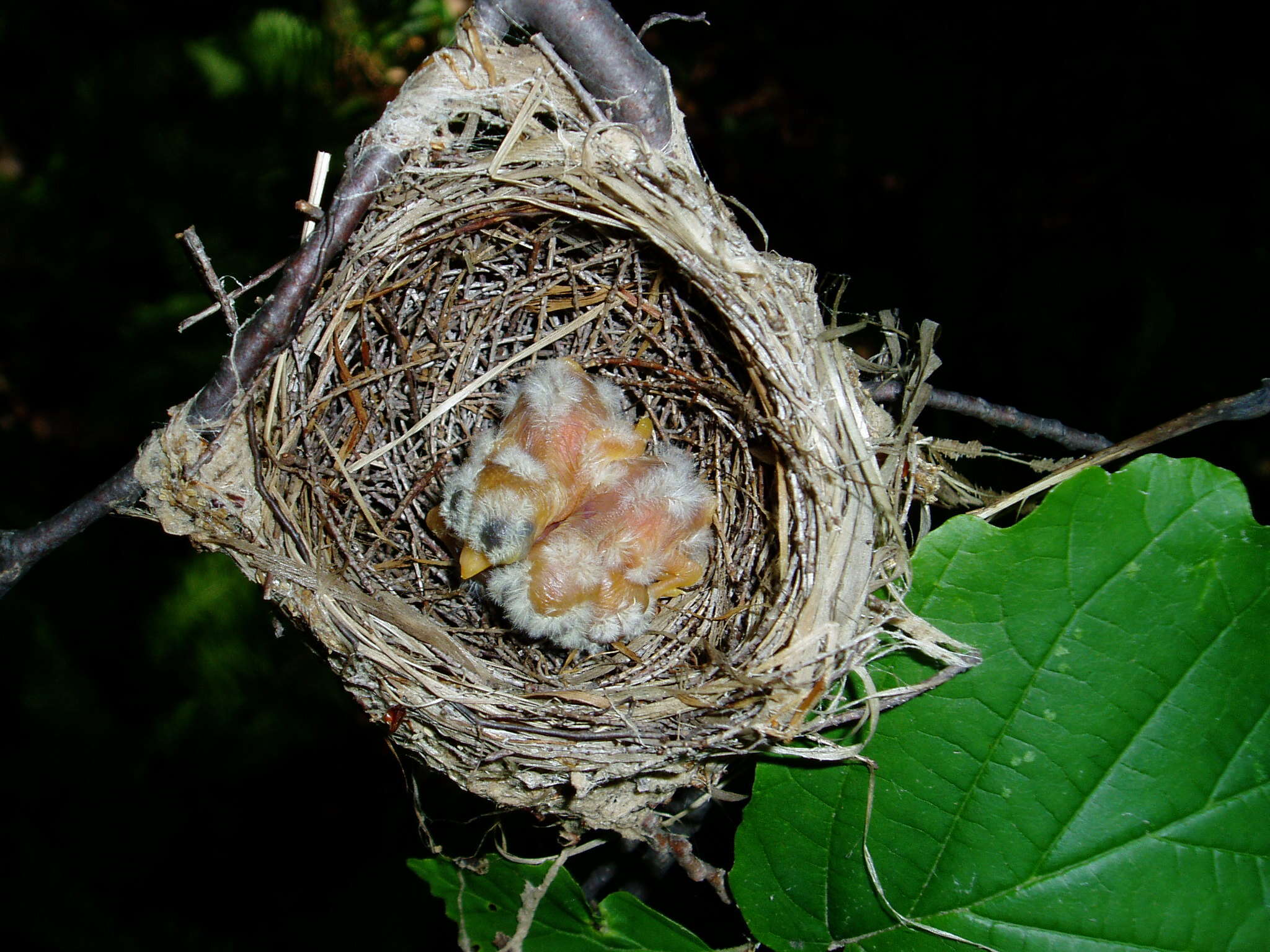 Image of Empidonax Cabanis 1855