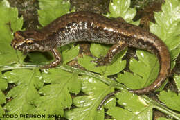 Image of dusky salamanders