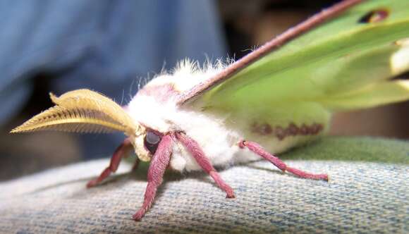 Image of Luna Moth