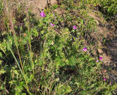 Imagem de Geranium sanguineum L.