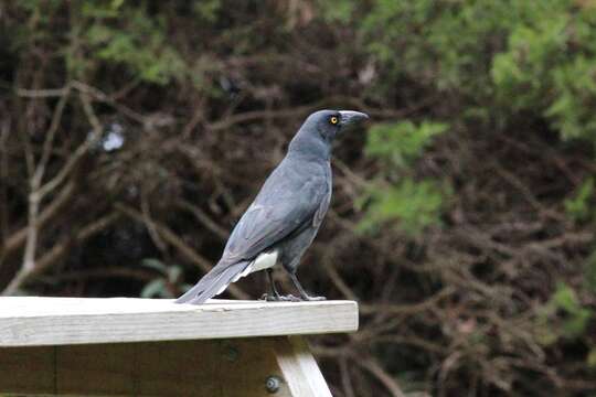 Image of Grey Currawong