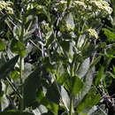 Image of Cardaria draba subsp. draba