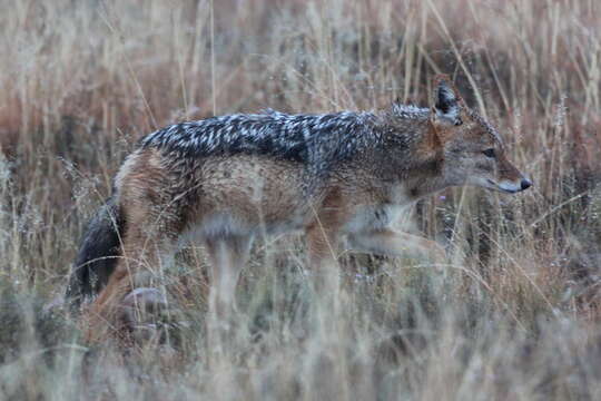 Image of Canis mesomelasa