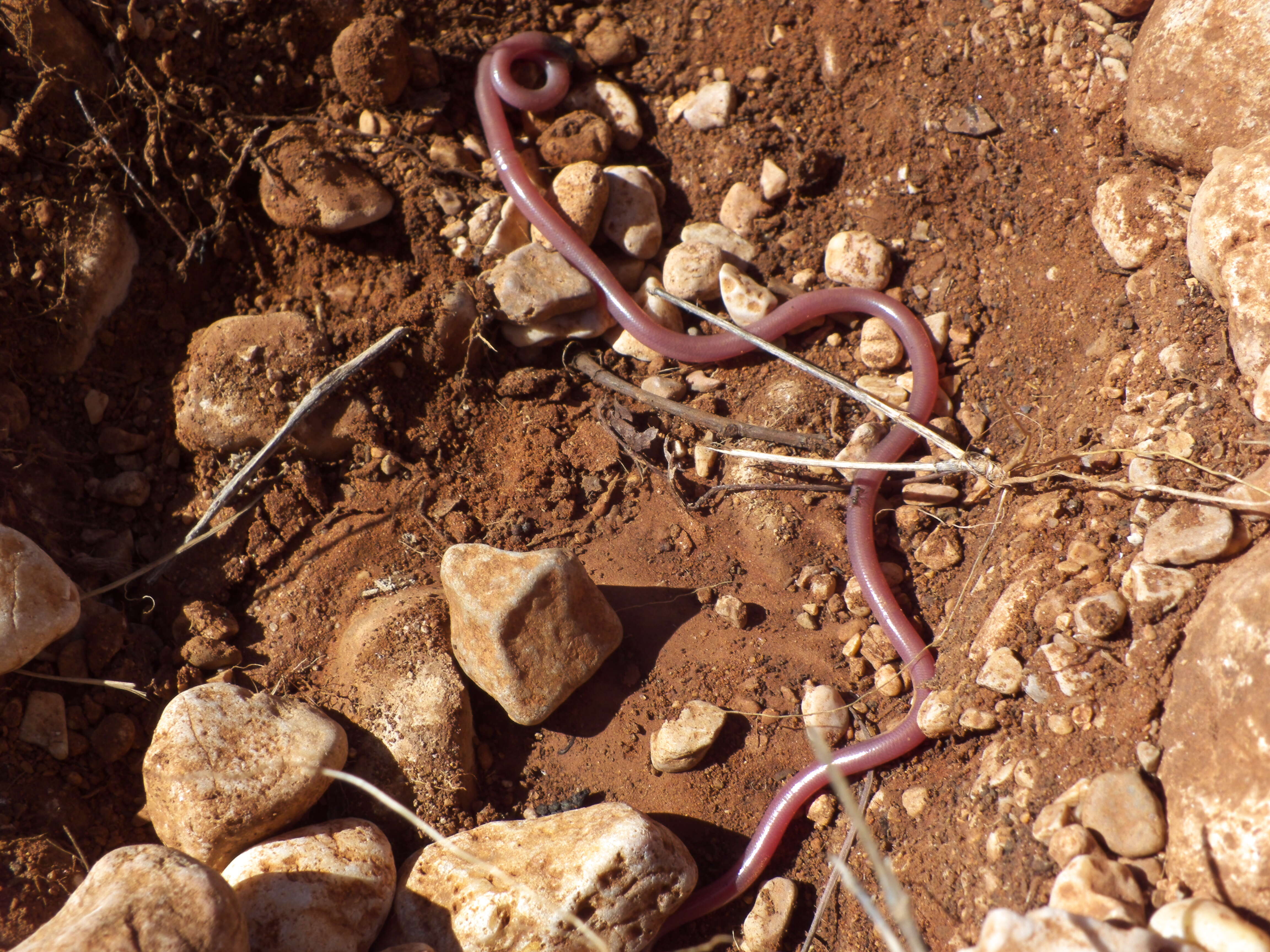 Image of Ramphotyphlops