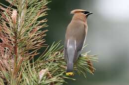 Image de Bombycillidae