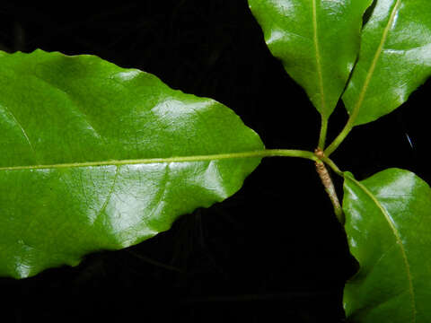 Image of Terminalia costaricensis (Stace) Gere & Boatwr.