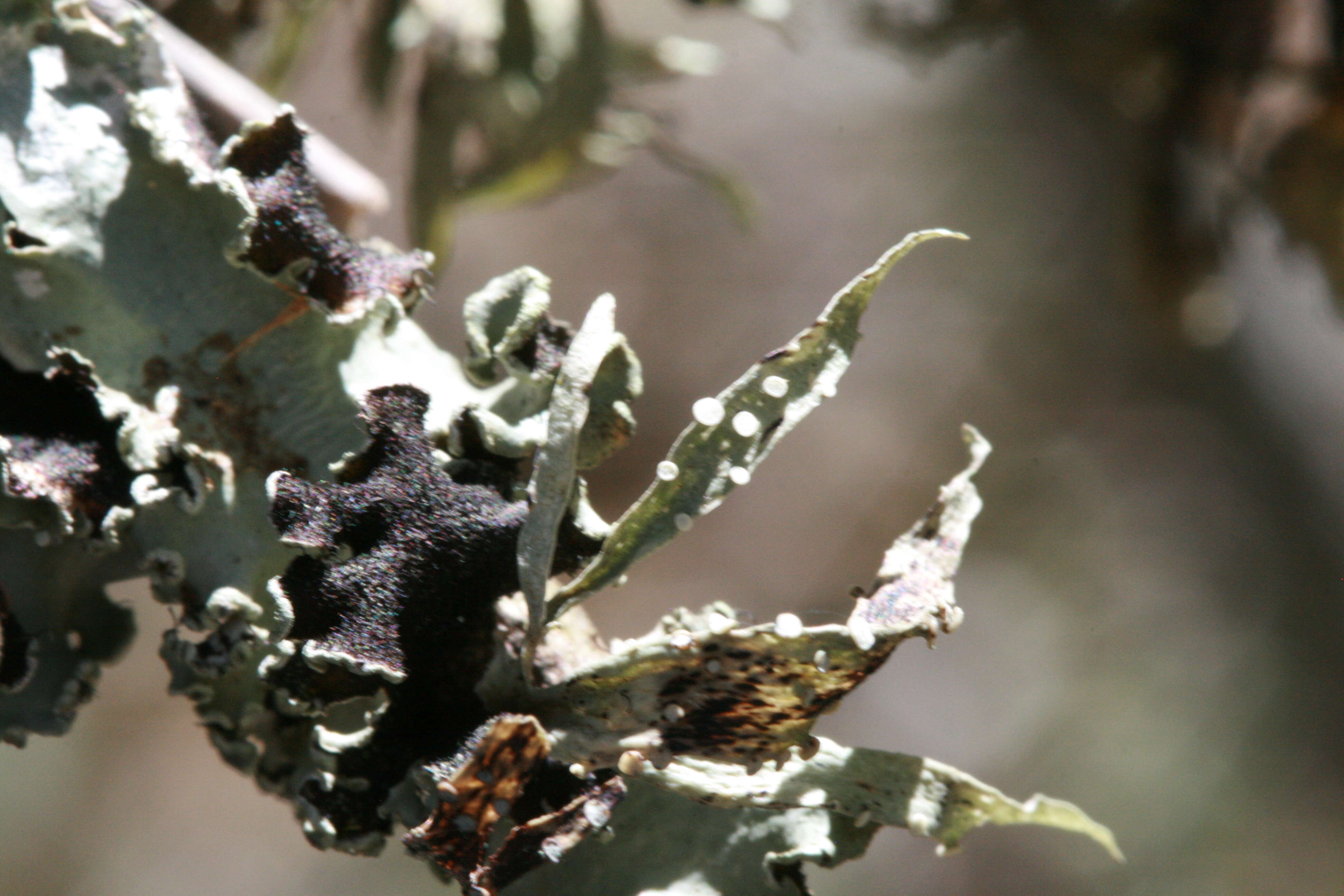 Image of Ruffle lichens