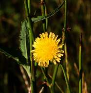 Image of sowthistle