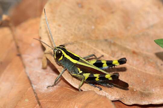 Heteracris coerulipes (Sjöstedt 1910)的圖片