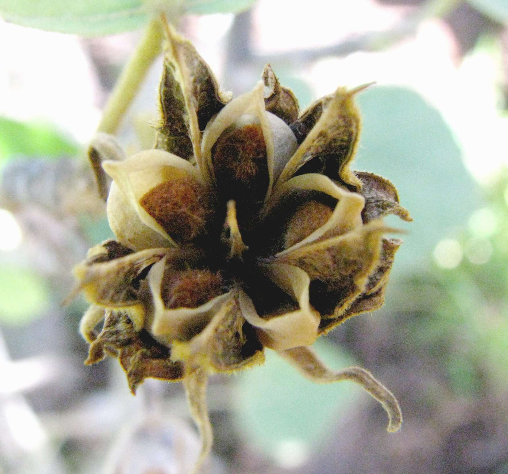 Image of hibiscadelphus