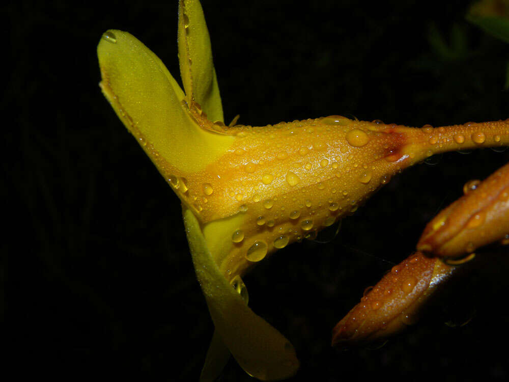 Image of bush allamanda