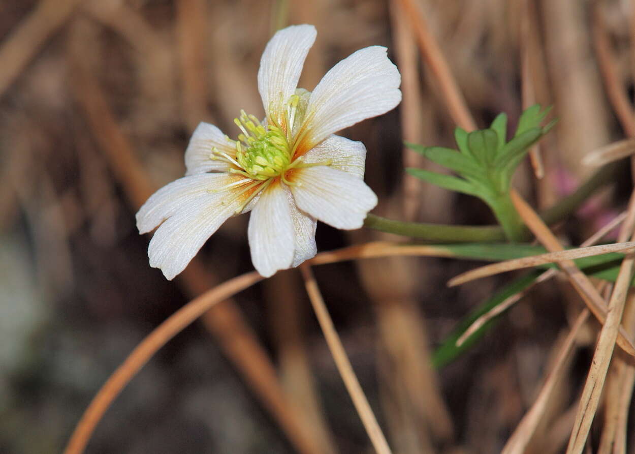 Sivun Callianthemum anemonoides (Zahlbr.) Endl. kuva