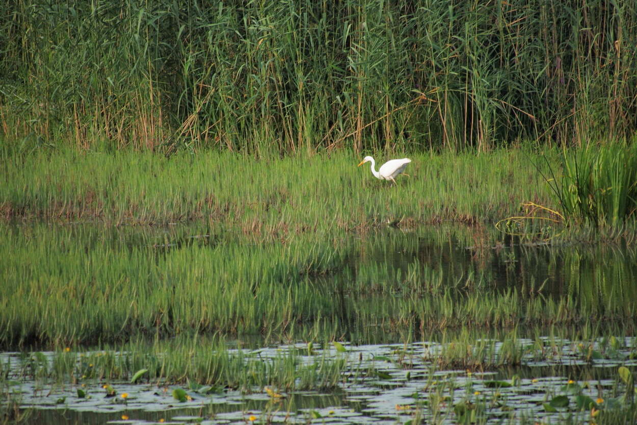 Image of Great Egret