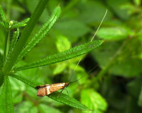 Слика од Nemophora degeerella Linnaeus 1758