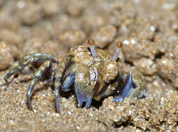 Image of Dotillidae Stimpson 1858