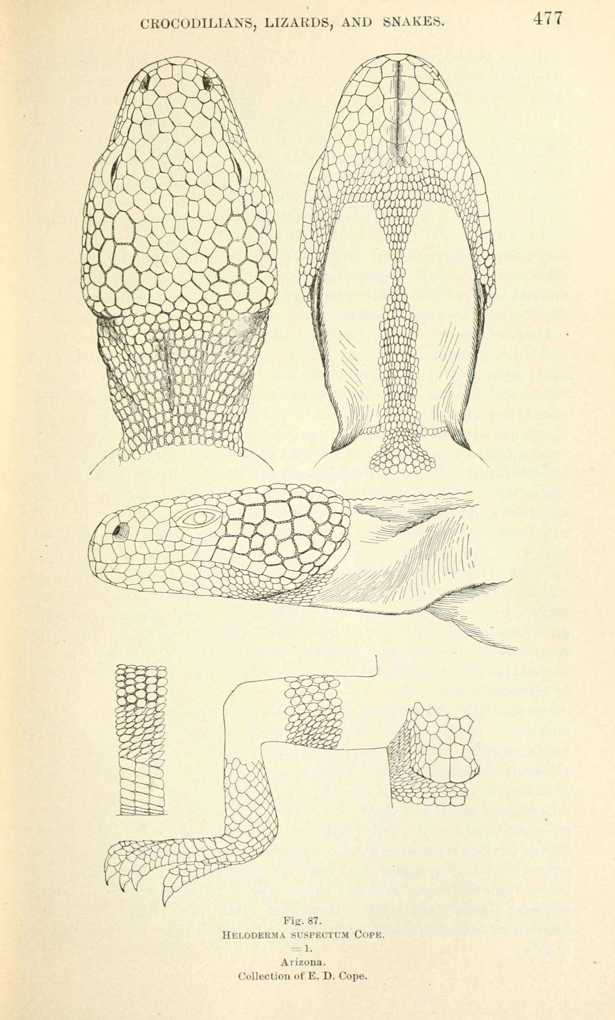 Image of beaded lizards